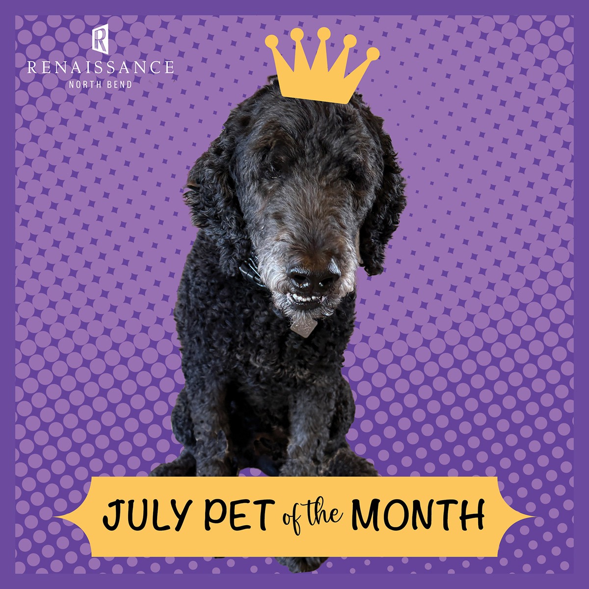 Reggie -Pet of the Month