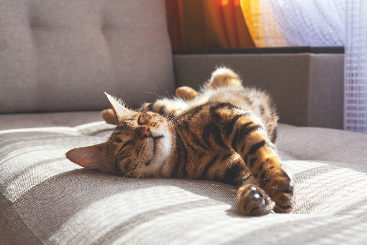 Pet-friendly Renaissance North Bend