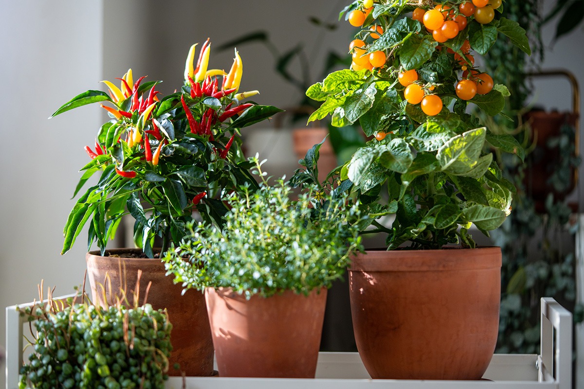 container gardening